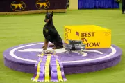 Canadian Doberman Penny's Westminster Win: A Breeder's Dream Realized