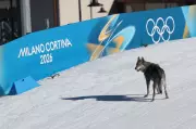 Canine Capers: Wolfdog Wanders Onto Olympic Cross-Country Ski Course