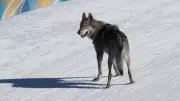 Czechoslovakian Wolfdog Nazgul Steals Show at Winter Olympics Cross-Country Event