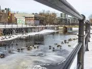 Ducks Return to Montreal's Lachine Canal Amid Unseasonably Warm Winter Weather