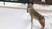 Edmonton Coyote Sightings Surge as Warmer Weather Coincides with Mating Season