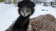 Enzo the Emu's Groundhog Day Dash in Almonte Sparks Winter Prediction Fun