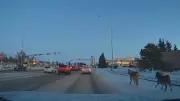 Escaped Ponies Cause Morning Commute Chaos in St. Albert, Alberta