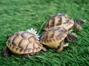 Female Tortoises Walk Off Cliffs to Escape Aggressive Males, Study Reveals