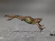 From Dreams to Discovery: How Frog Hearts Revealed Neurotransmitters