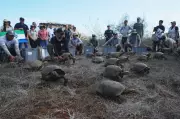 Galápagos Park Releases 158 Hybrid Tortoises on Floreana to Restore Ecosystem