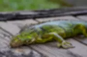 Icy Blast Stuns Florida Iguanas, Causing Arboreal Plunge