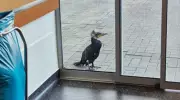Injured Cormorant Seeks Human Help at German Hospital Emergency Room
