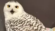 Injured Snowy Owl Rescued in Drumheller, Receiving Care at Alberta Wildlife Institute