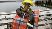 Lucy the Lobster Predicts Early Spring for Canada, Agrees with Wiarton Willie