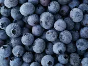 Major Frozen Blueberry Recall in North America Over Listeria Contamination Risk