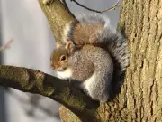 Montreal Weather: Sunshine Today, Light Snow Overnight with Chilly Temperatures