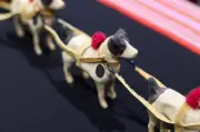 Métis Leaders Repatriate Historic 1920s Dog Sled Model from Vatican