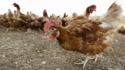New Hutterite Colony Proposes 140,000-Bird Chicken Farm Near Gimli, Manitoba