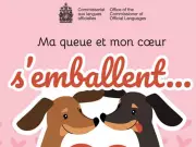Official Languages Commissioner's Valentine's Card Sparks Debate: Intentional Joke or Translation Blunder?