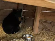 Orphaned Black Bear Cub Rescued in Slave Lake Receives Care at Alberta Wildlife Institute
