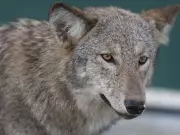 Ottawa Councillor Proposes Wildlife Feeding Bylaw to Protect Animals and Communities