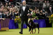 Penny the Doberman Pinscher Triumphs at Historic 150th Westminster Dog Show