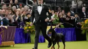 Penny the Doberman Wins Westminster Best in Show, Veteran Handler Linton Celebrates Historic Victory