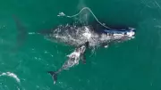 Right Whale Advocate Hails New Entanglement Strategy as a 'Game Changer'