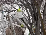 Saskatoon Confronts Dutch Elm Disease Surge, Seeks $1.7M for Management