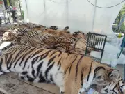Thai Officials Confirm 72 Tigers Died from Canine Distemper, Not Bird Flu