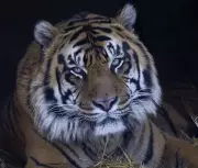 Toronto Zoo Euthanizes Elderly Sumatran Tiger Hari After Kidney Failure