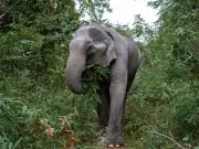 Tourist Trampled to Death by Notorious Bull Elephant in Thailand National Park