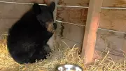 Underweight Bear Cub Rescued Near Slave Lake Recovers at Alberta Wildlife Institute