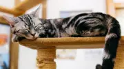 Why Cat Trees Are Essential for Your Feline's Well-Being and Instincts