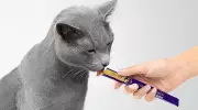 Why Cats Love Lickable Treats: A Vet's Guide to 'Cat Go-Gurt'