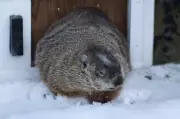 Wiarton Willie Predicts Early Spring for 2026 After Shadowless Groundhog Day