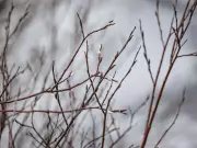 Willow Catkins Emerge in Alberta Foothills as Early Signs of Renewal