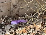 Windsor-Essex Mayor Urges Responsible Pet Ownership Amid Dog Waste Surge