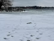 Windsor Harbour Master Issues Urgent Warning: Stay Off Detroit River Ice