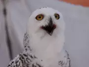 Windsor Weekend Guide: Super Bowl Parties, Owl Prowls, and Board Game Bazaars