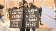 Winnipeg Horse Export Trial Begins Amid Courthouse Demonstrations