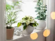 Winter Houseplant Blues: How to Keep Indoor Plants Thriving in Canadian Winters