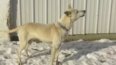 Alberta Non-Profit Advocates for Stronger Animal Protection Laws and Enforcement