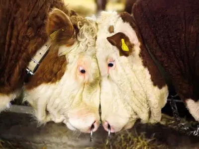 Analyst: Aging U.S. Stock Market's 'Epic New Issue Drought' Signals Strong Returns