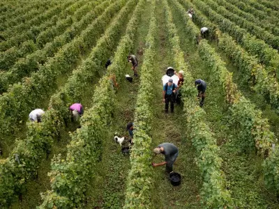 Aquilini Vineyards Seeks Distance from Indicted Labor Contractor in Immigration Case