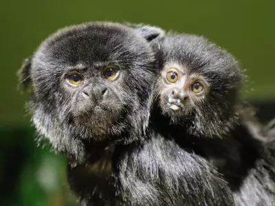 Assiniboine Park Zoo Names Baby Goeldi Monkey 'Holly' in Winnipeg