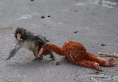 Baby Macaque 'Punch' Finds Friendship with Stuffed Orangutan at Japanese Zoo
