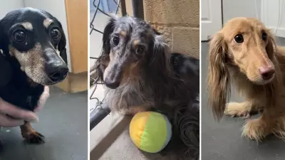 B.C. SPCA Recommends Charges Against Dachshund Breeder for Animal Neglect