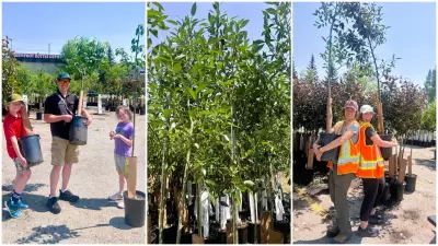 Calgary Gives Away 10,000 Free Trees to Expand Urban Canopy
