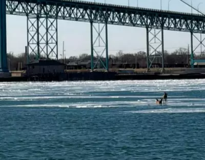 Deer Stranded on Ice in Detroit River Sparks Rescue Concerns in Windsor
