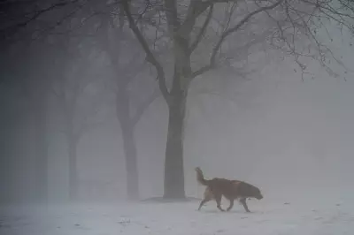 Dense Fog Advisory Issued for GTHA, Near-Zero Visibility Expected