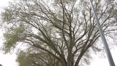 Edmonton Implements Elm-Pruning Ban to Combat Dutch Elm Disease Spread