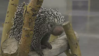 Edmonton Wildlife Festival Returns, Showcasing Exotic Animals Once Again