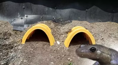 First-of-Its-Kind Salamander Tunnels Built for Road Crossing in Richmond Hill